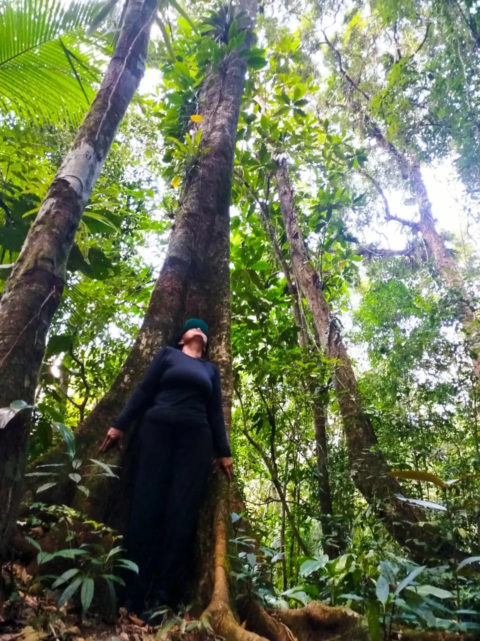 Mulher em contemplação junto a uma árvore gigante da Mata Atlântica